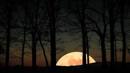 Ağaçların ardında doğan ay — gece sessizliği