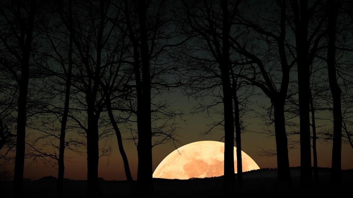 Ağaçların ardında doğan ay — gece sessizliği
