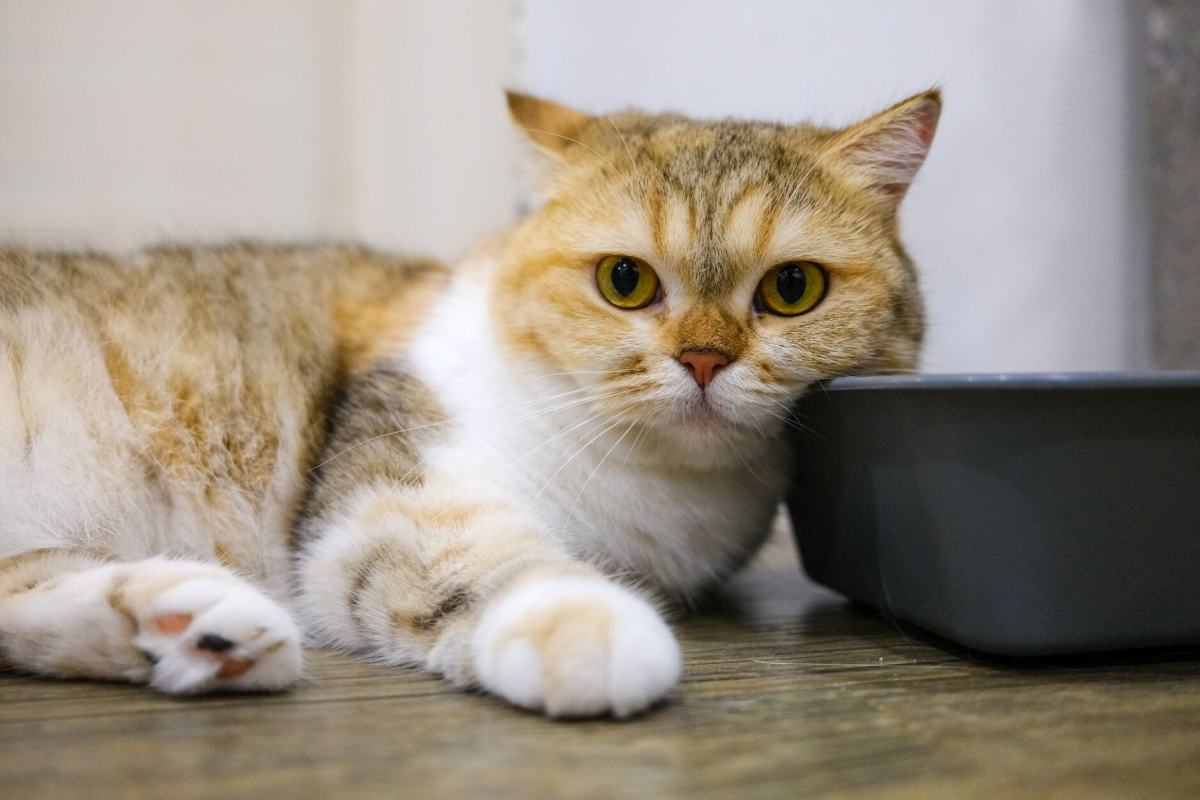 Mama kabının yanında bekleyen kedi